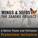 Wings and Seeds - The Zaagkii Project