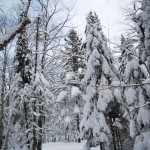 2012 Heavy Snowfall