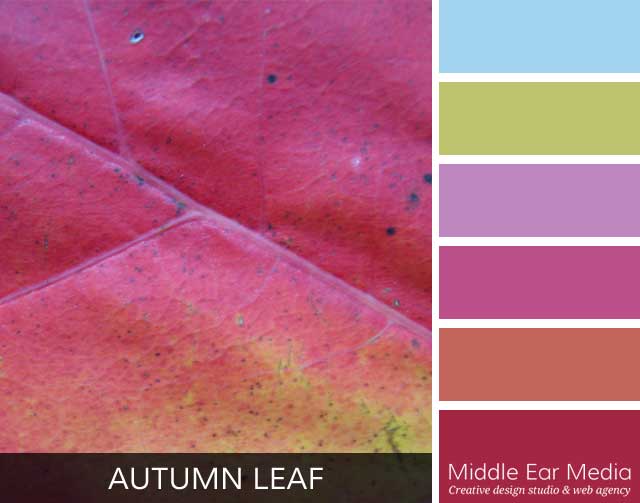 Autumn Leaf Color Palette